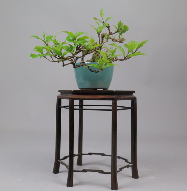 Bonsai de callicarpa