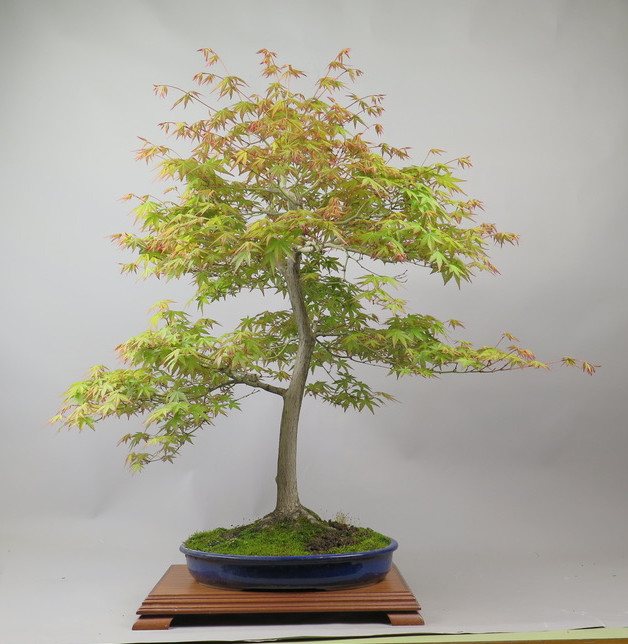 Bonsai de Acer palmatum