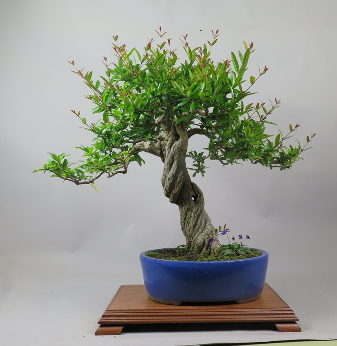 Bonsai de granado