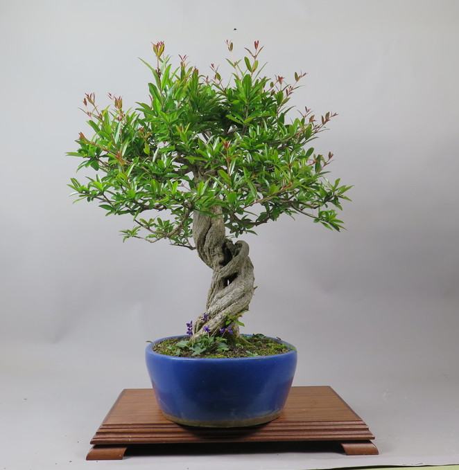 Bonsai de granado