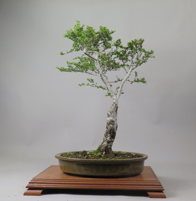 Bonsai de olmo de hokkaido