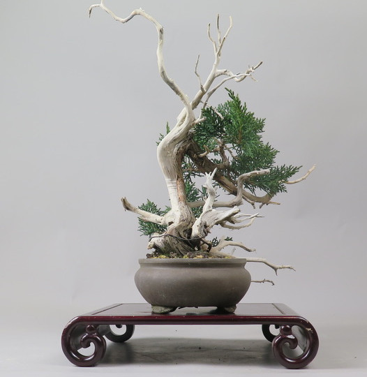 Bonsai de Juniperus chinensis
