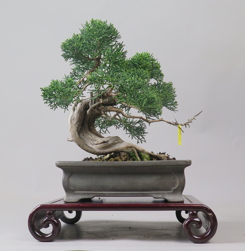 Bonsai de Juniperus chinensis