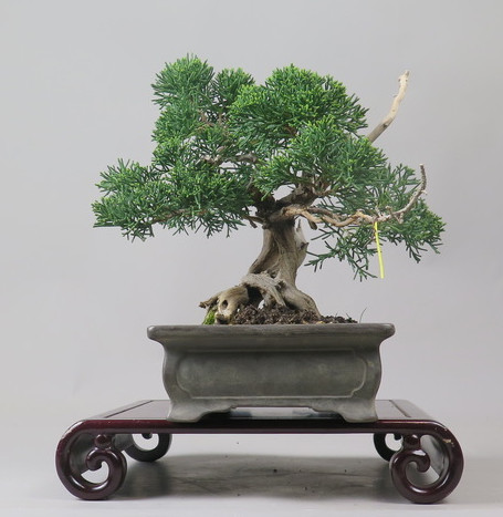 Bonsai de Juniperus chinensis