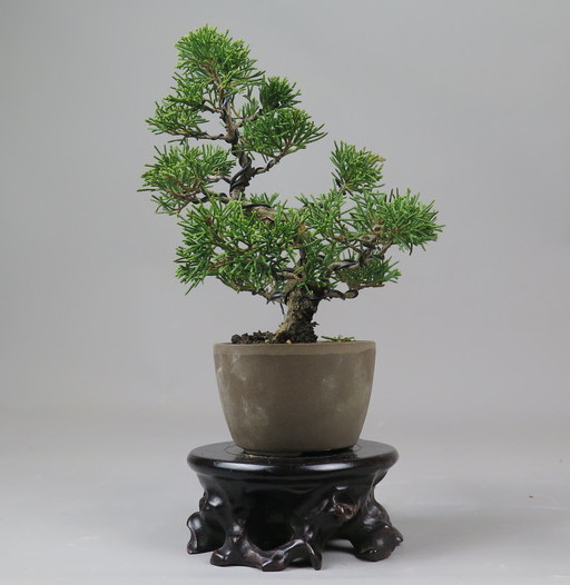 Bonsai de Juniperus chinensis