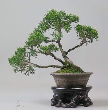 Bonsai de Juniperus chinensis