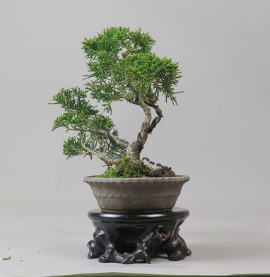 Bonsai de Juniperus chinensis
