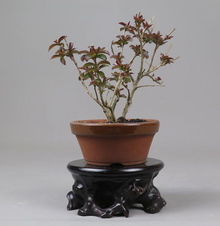 Bonsai de Lagerstroemia