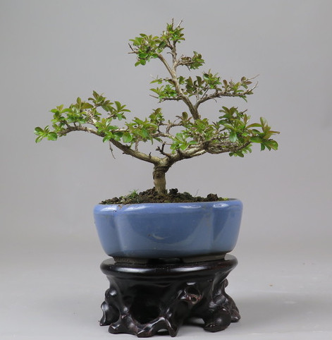 Bonsai de Lagerstroemia