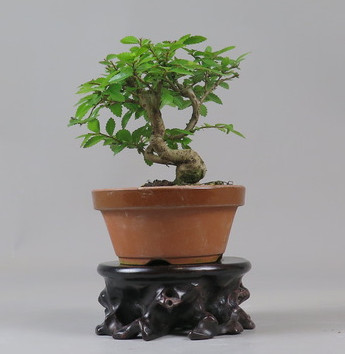 Bonsai de Celkova Nire