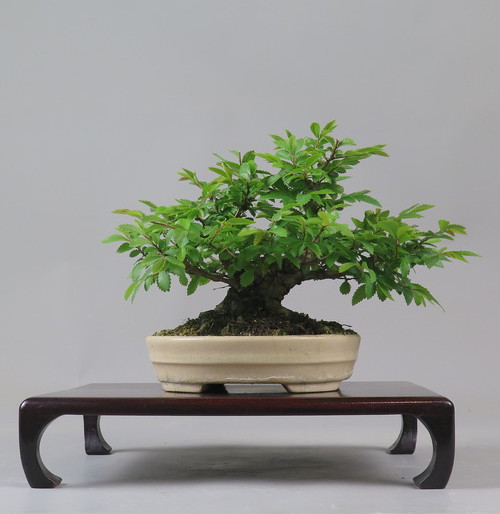 Bonsai de Celkova Nire