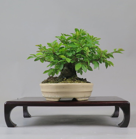 Bonsai de Celkova Nire