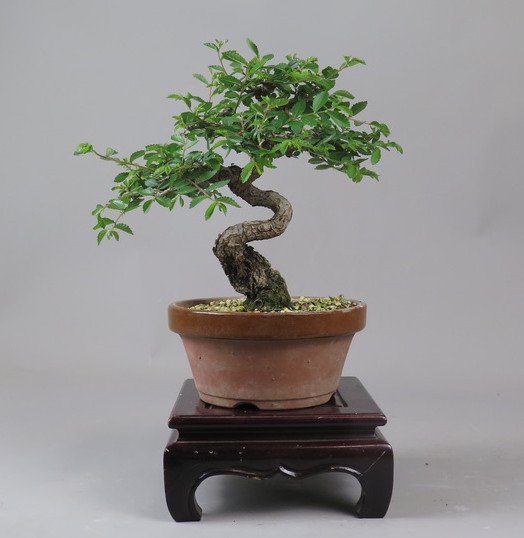 Bonsai de Celkova Nire
