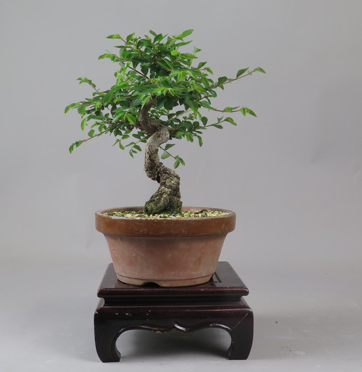 Bonsai de Celkova Nire