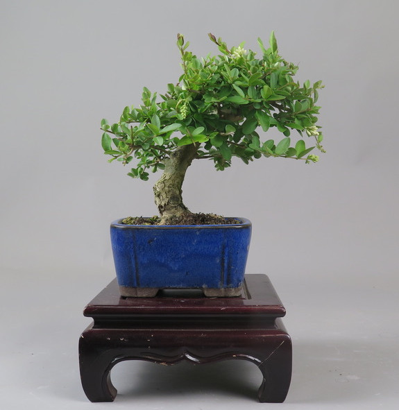 Bonsai de Ligustrum