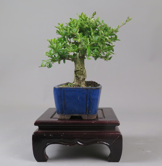 Bonsai de Ligustrum