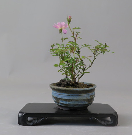 Bonsai de Rosa