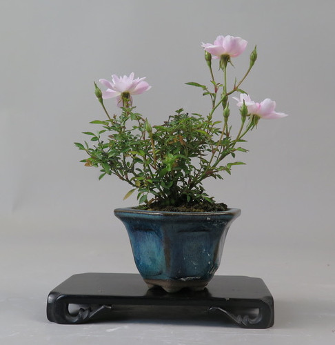 Bonsai de Rosa
