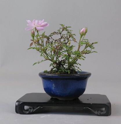 Bonsai de Rosa