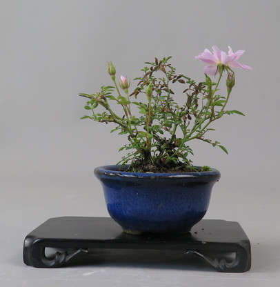 Bonsai de Rosa