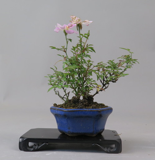 Bonsai de Rosa