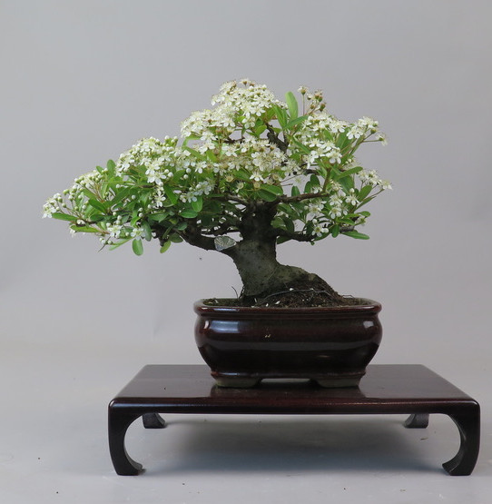 Bonsai de Piracanta