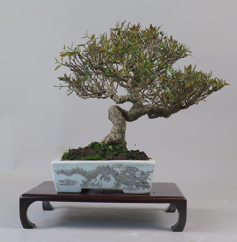 Bonsai de Trachelospermum