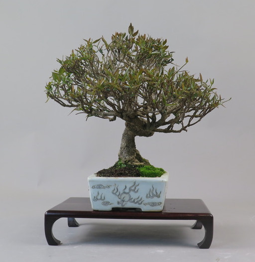 Bonsai de Trachelospermum