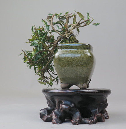 Bonsai de Trachelospermum