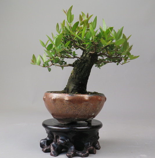 Bonsai de Mirto