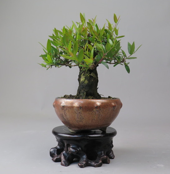 Bonsai de Mirto