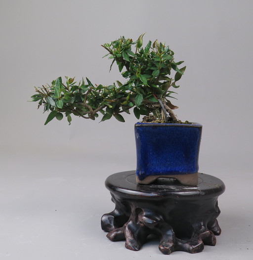 Bonsai de Trachelospermum