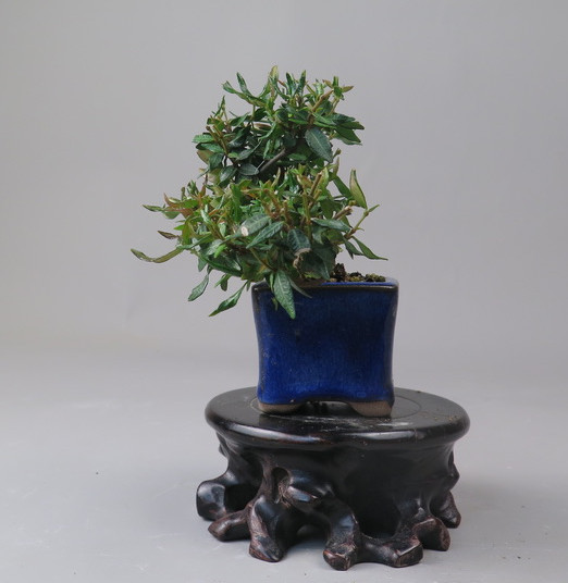 Bonsai de Trachelospermum
