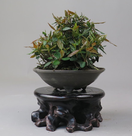 Bonsai de Trachelospermum