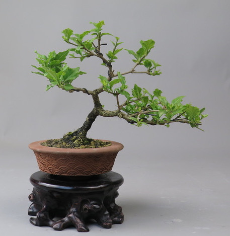Bonsai de Premna