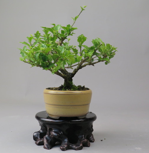 Bonsai de Premna
