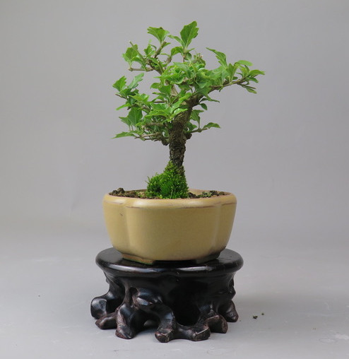 Bonsai de Premna