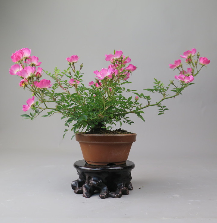 Bonsai de Rosa
