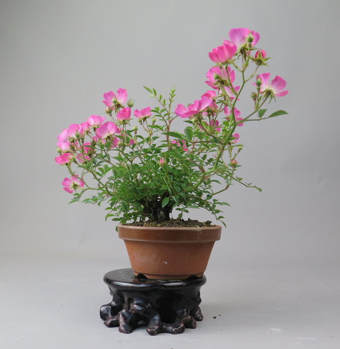 Bonsai de Rosa