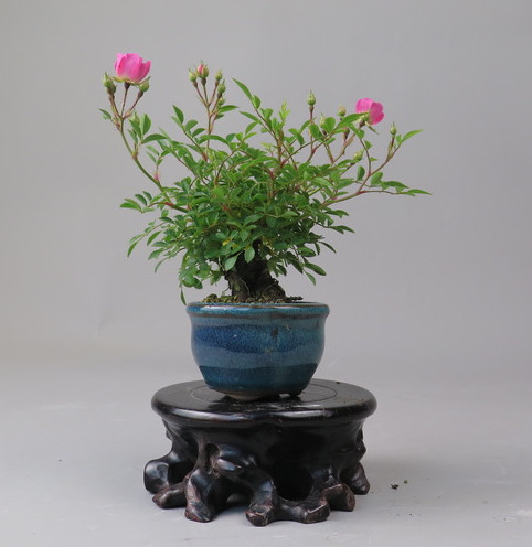 Bonsai de Rosa