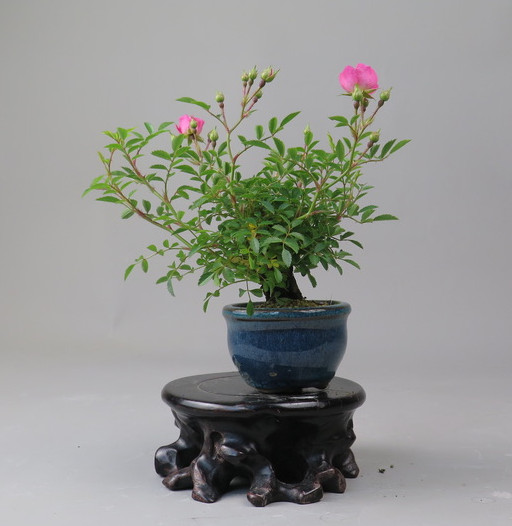 Bonsai de Rosa