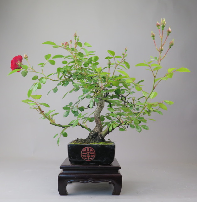 Bonsai de Rosa