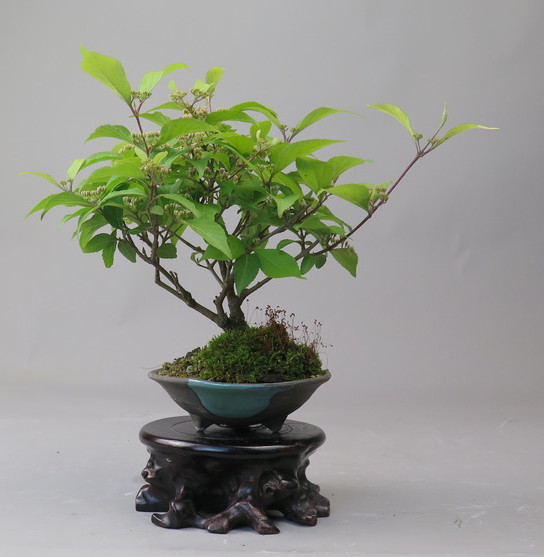 Bonsai de Callicarpa