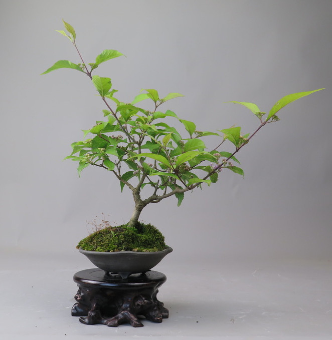 Bonsai de Callicarpa