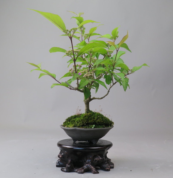 Bonsai de Callicarpa