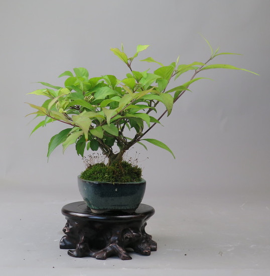 Bonsai de Callicarpa