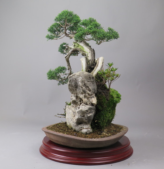 Bonsai de Juniperus chinensis