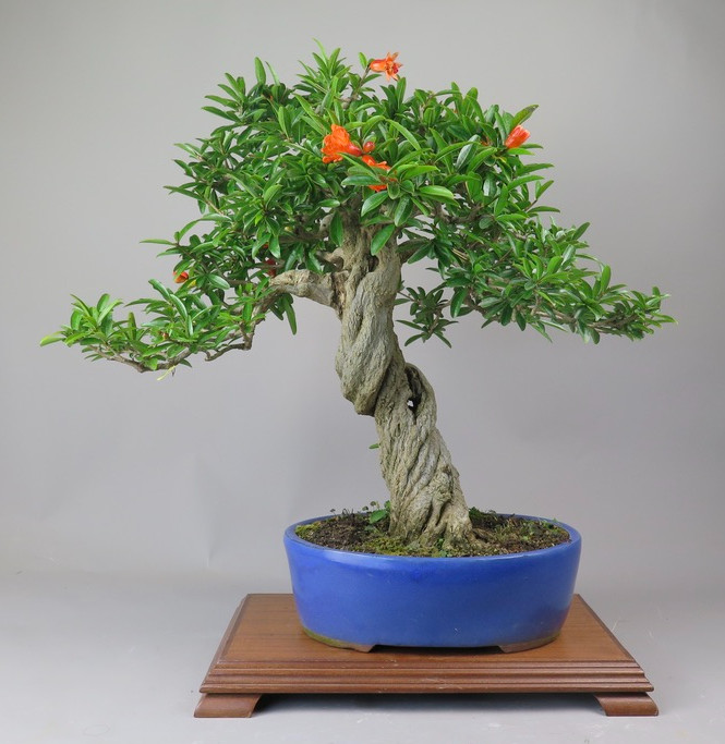 Bonsai de granado