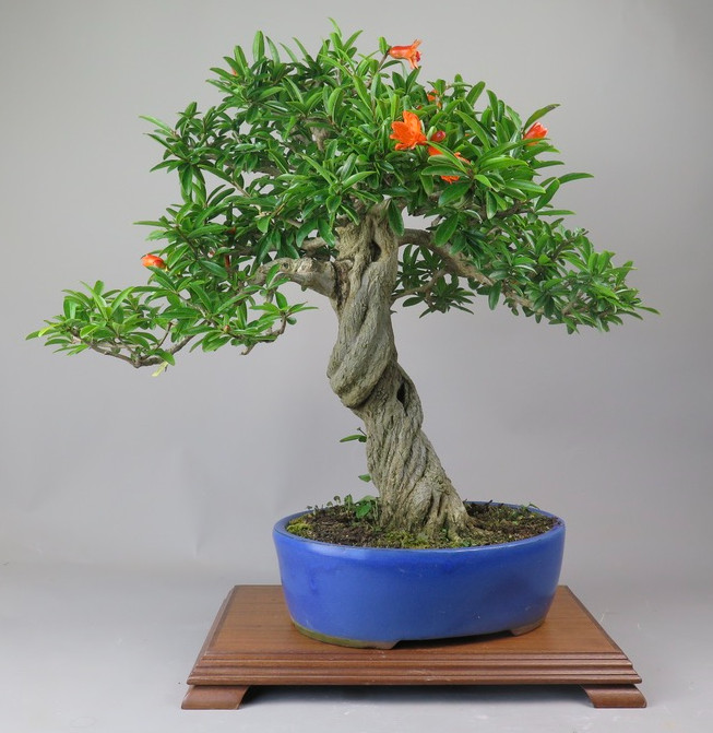 Bonsai de granado