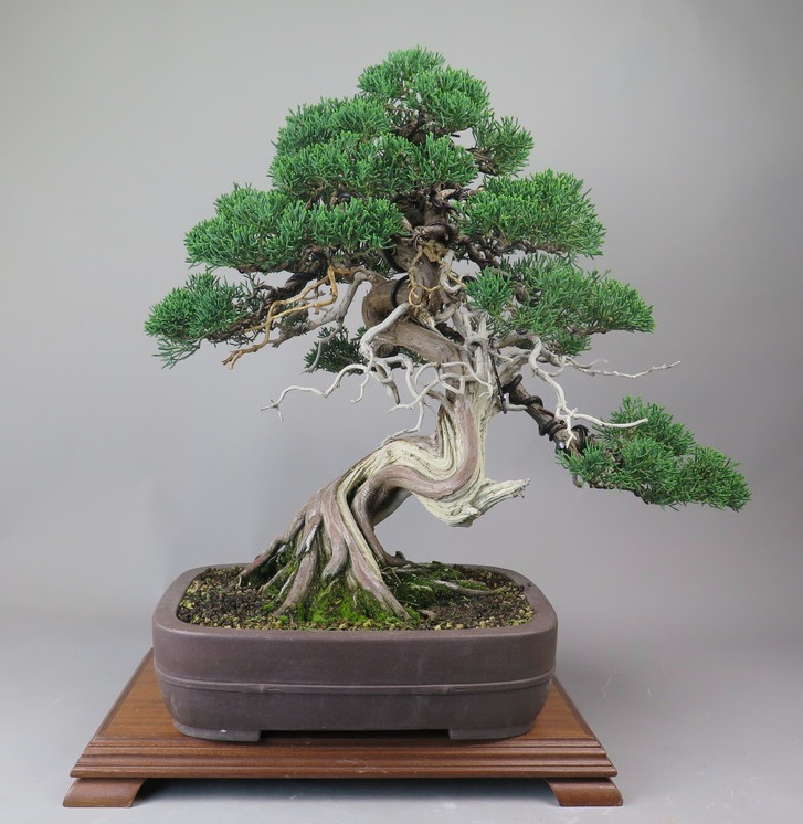 Bonsai de Juniperus chinensis